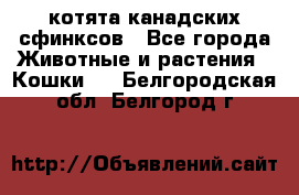 котята канадских сфинксов - Все города Животные и растения » Кошки   . Белгородская обл.,Белгород г.